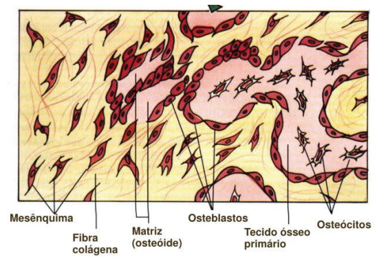 TECIDOS CARTILAGINOSO E ÓSSEO - ProEnem